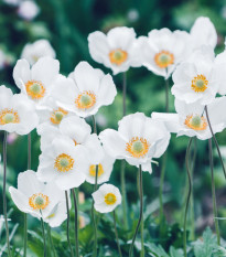 Sasanka Bride - Anemone - hlízy sasanky - 3 ks