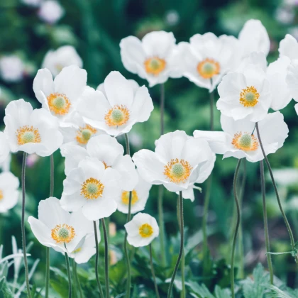 Sasanka Bride - Anemone - hlízy sasanky - 3 ks