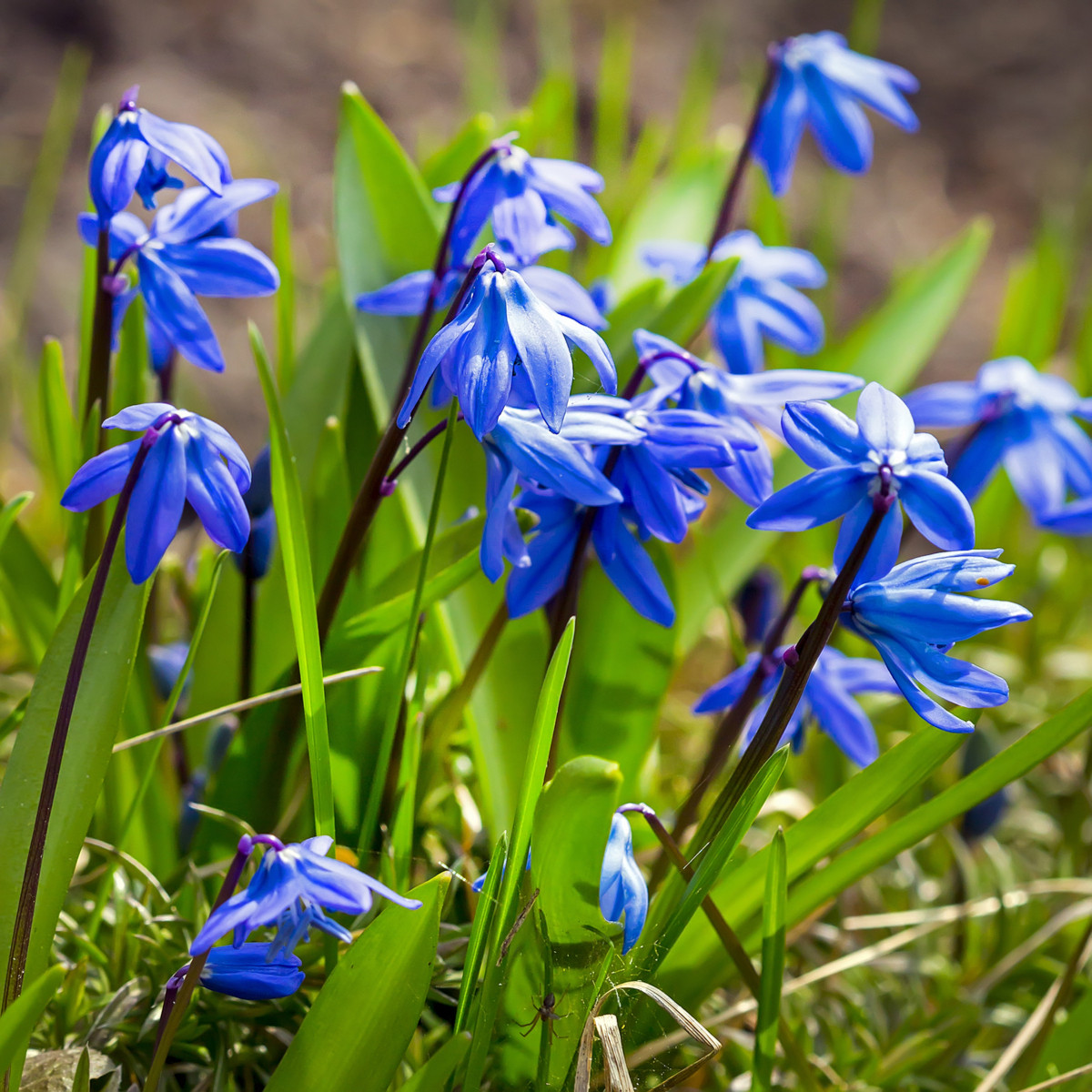 Ladoňka sibiřská modrá - Scilla siberica - cibule ladoňky - 3 ks