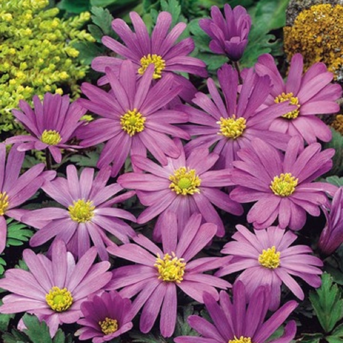 Sasanka vábná Violet Star - Anemone blanda - hlízy sasanky - 3 ks