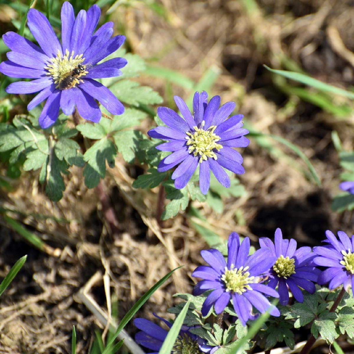 Sasanka vábná Blue Shades - Anemone blanda - hlízy sasanky - 3 ks
