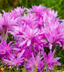 Ocún Waterlily - Colchicum - hlízy ocúnu - 1 ks
