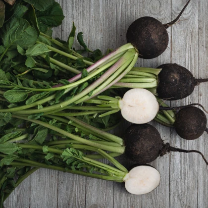 BIO Ředkvička černá kulatá - Raphanus sativus - bio semena ředkvičky - 45 ks