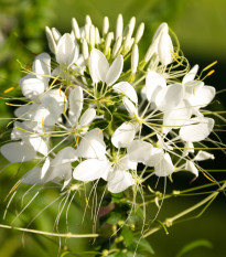 Luštěnice trnitá bílá - Cleome houtteana - semena luštěnice - 10 ks