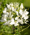 Luštěnice trnitá bílá - Cleome houtteana - semena luštěnice - 10 ks