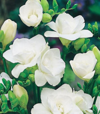 Frézie plnokvětá bílá - Freesia - hlízy frézie - 3 ks