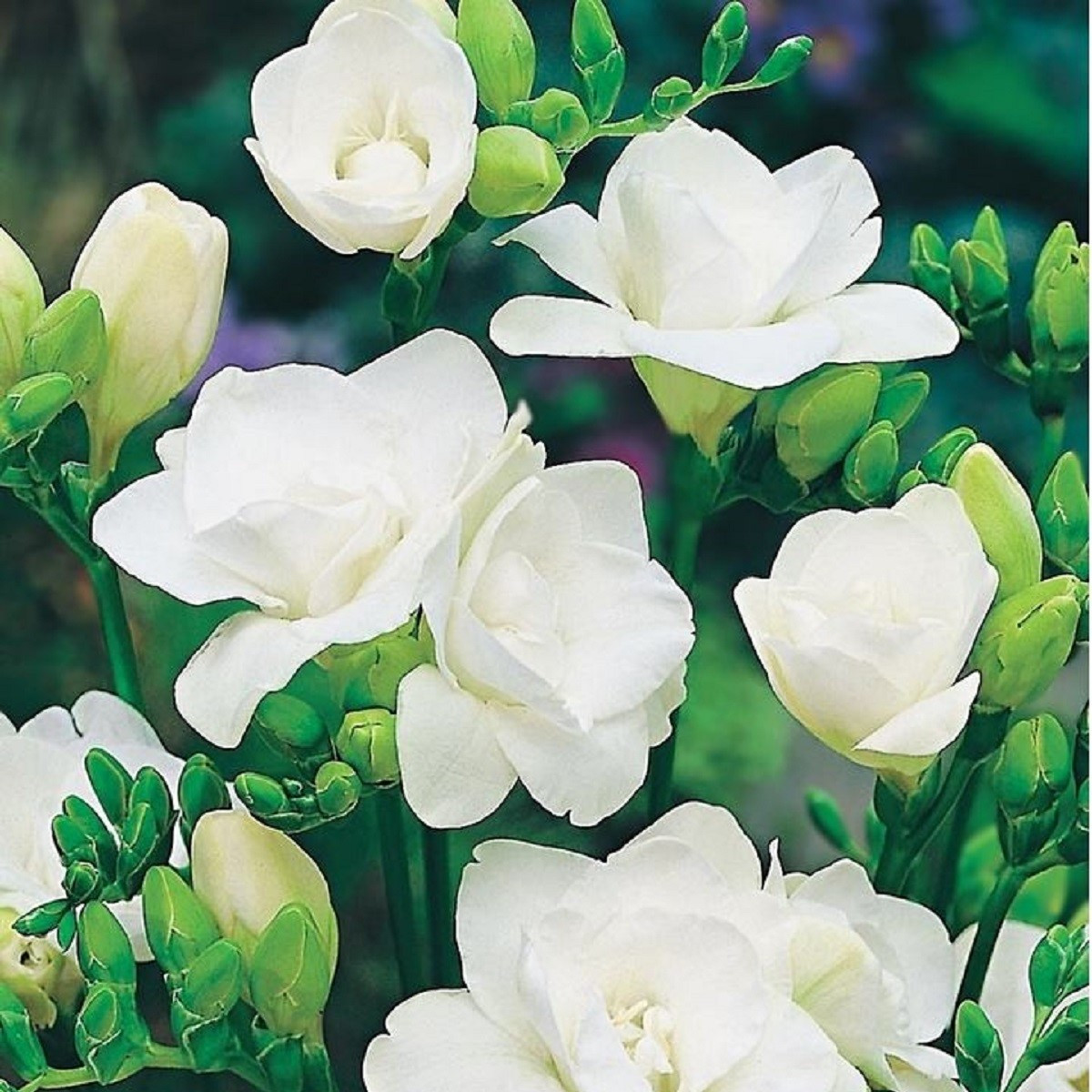 Frézie plnokvětá bílá - Freesia - hlízy frézie - 3 ks