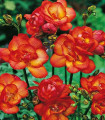 Frézie plnokvětá červená - Freesia - hlízy frézie - 3 ks
