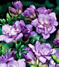 Frézie plnokvětá fialová - Freesia - hlízy frézie - 3 ks