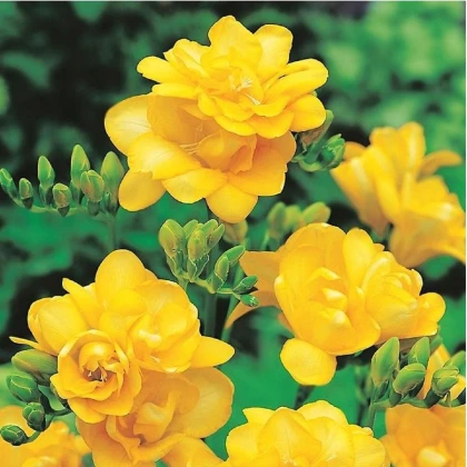 Frézie plnokvětá žlutá - Freesia - hlízy frézie - 3 ks