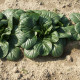 Tatsoi - Brassica rapa var rosularis - semena tatsoi - 100 ks