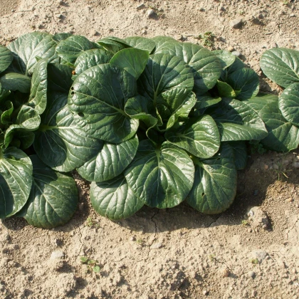 Tatsoi - Brassica rapa var rosularis - semena tatsoi - 100 ks