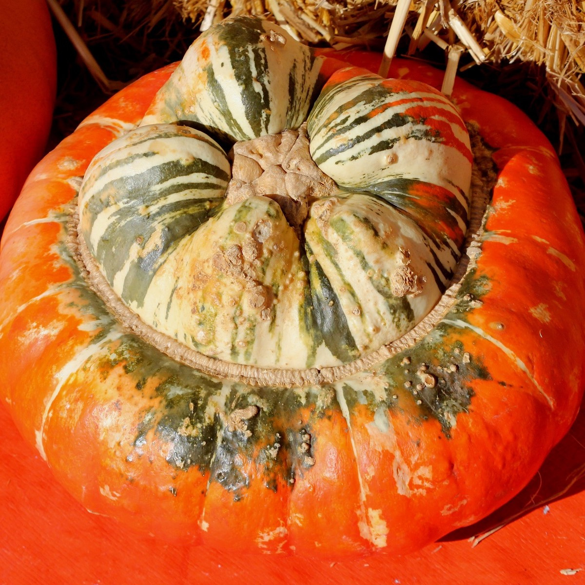 Dýně Císařská čepice - Cucurbita pepo - semena dýně - 5 ks