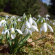 Sněženka podsněžník - Galanthus nivalis - cibule sněženky - 3 ks