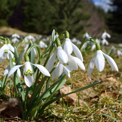 Sněženka podsněžník - Galanthus nivalis - cibule sněženky - 3 ks