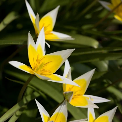 Tulipán pozdní Tarda - Tulipa - cibule tulipánu - 3 ks