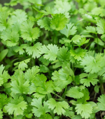 Koriandr setý Santo - Coriandrum sativum - semena koriandru - 100 ks