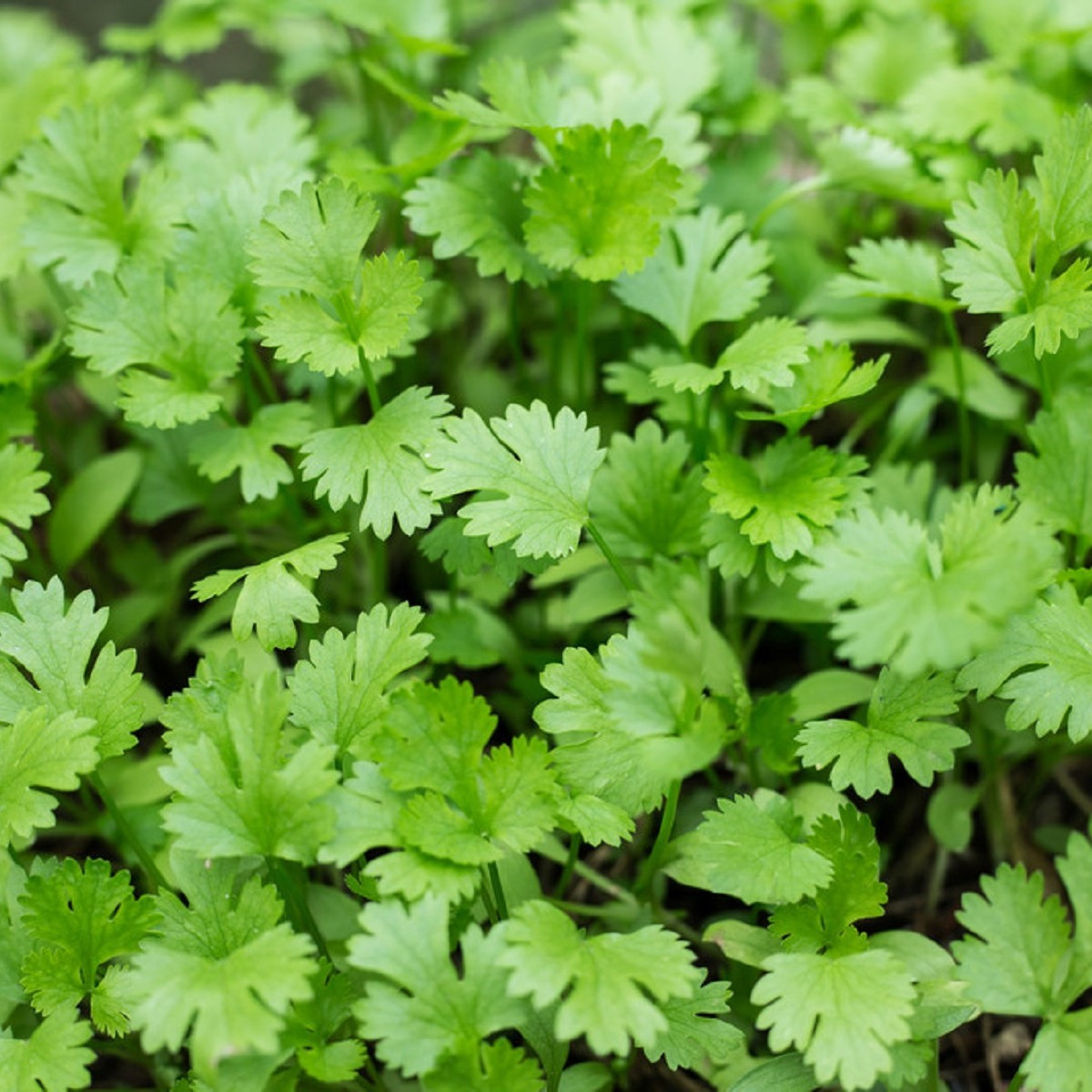 Koriandr setý Santo - Coriandrum sativum - semena koriandru - 100 ks