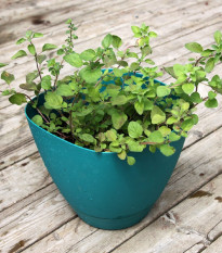 Řecké oregano - Origanum vulgare - semena oregana - 250 ks