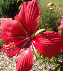 Vörös hibiszkusz – Hibiscus coccineus – hibiszkusz magok – 15 db
