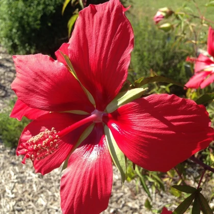 Vörös hibiszkusz – Hibiscus coccineus – hibiszkusz magok – 15 db