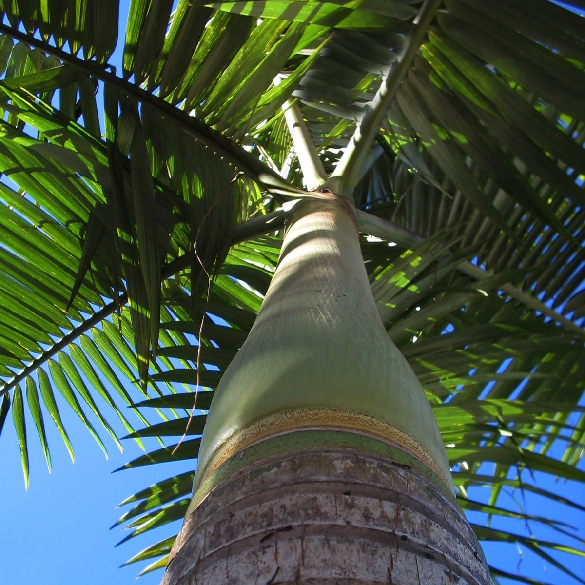 Palma vánoční - Adonidia merrillii - semena palmy - 2 ks