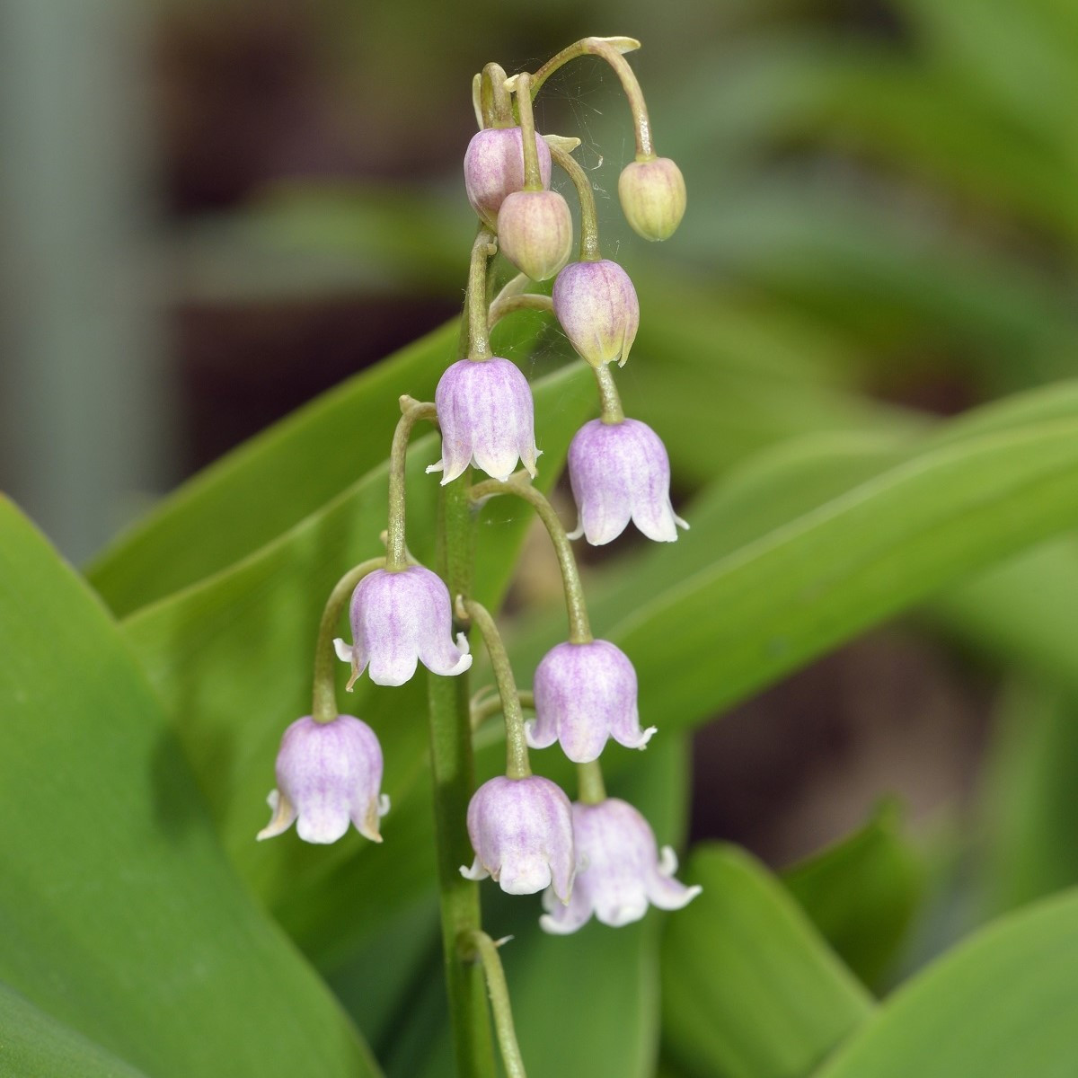 Konvalinka vonná růžová - Convallaria majalis - prostokořenné sazenice konvalinky - 1 ks