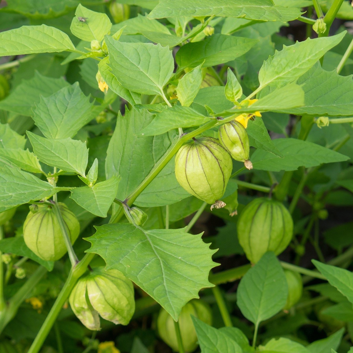 Tomatillo Verde - Physalis ixocarpa - semena tomatilla - 7 ks