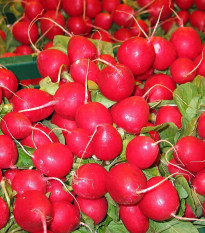 Ředkvička Saxa - Raphanus sativus - semena ředkvičky - 100 ks