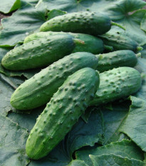 Okurka nakládačka Regina F1 - Cucumis sativus - semena okurky - 20 ks