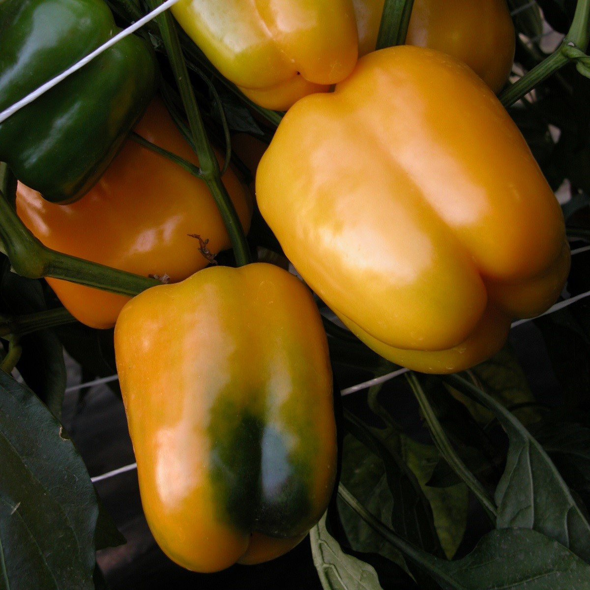Paprika Mystery - Capsicum annuum - semena papriky - 15 ks