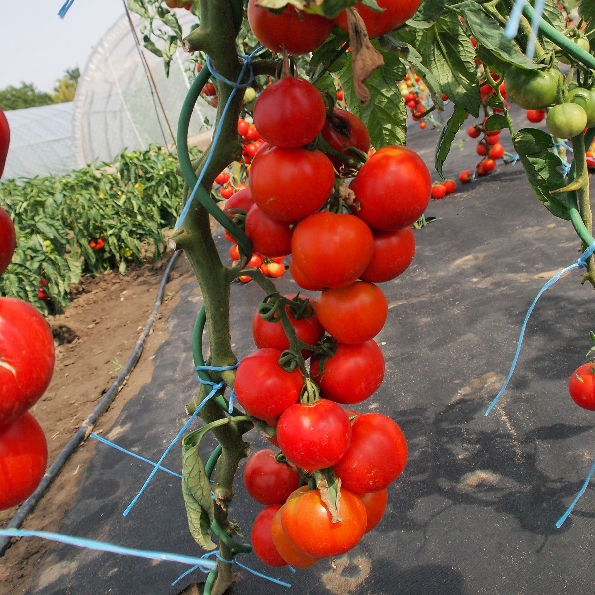 Rajče Uragan F1 - Solanum lycopersicum - semena rajčete - 30 ks