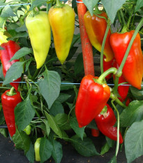 Paprika Beja F1- Capsicum annuum - semena papriky - 10 ks