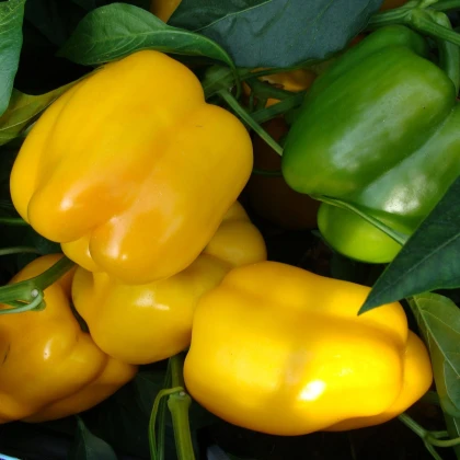 Paprika Garnet F1 - Capsicum annuum - semena papriky - 10 ks