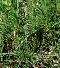 Slanobýl - Salsola soda - semena slanobýlu - 40 ks