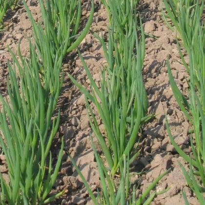 Cibule Bajkal - Allium fistulosum - semena cibule - 300 ks