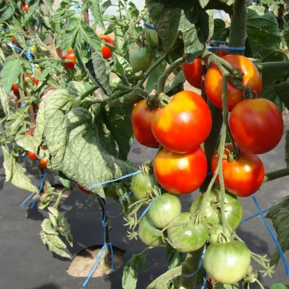 Rajče stupické polní rané - Solanum lycopersicum - semena rajčete - 35 ks