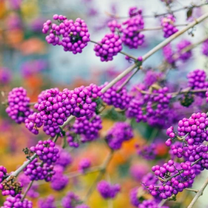 Krásnoplodka - Callicarpa acuminata - semena krásnoplodky - 8 ks