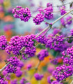 Krásnoplodka - Callicarpa acuminata - semena krásnoplodky - 8 ks
