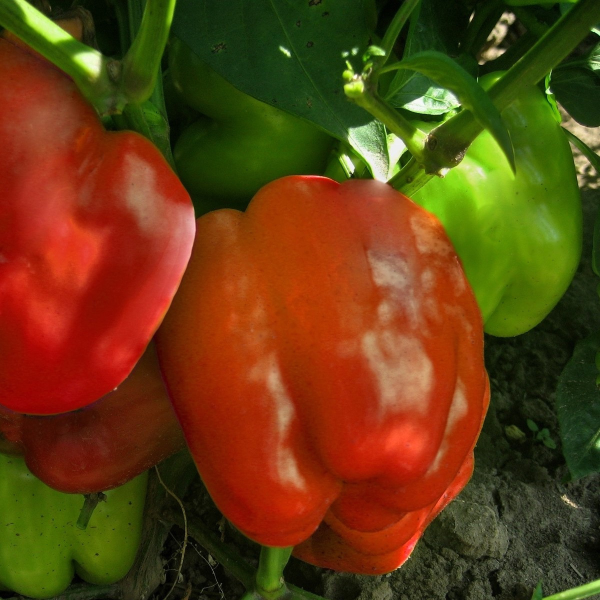 Paprika Granova - Capsicum annuum - semena papriky - 50 ks