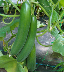 Okurka salátová Saturn F1 - Cucumis sativus - semena okurky - 10 ks