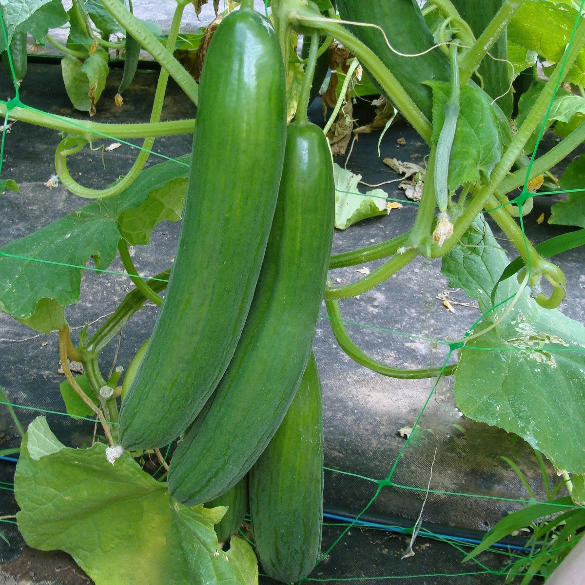 Okurka salátová Saturn F1 - Cucumis sativus - semena okurky - 10 ks