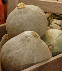 Tykev Baby Blue - Cucurbita maxima - semena tykve - 5 ks