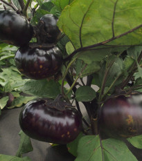 Laura padlizsán – Solanum melongena – padlizsánmag – 30 db