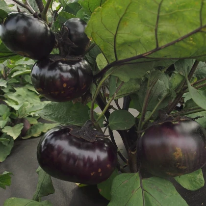 Lilek Laura - Solanum melongena - semena lilku - 20 ks