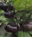 Laura padlizsán – Solanum melongena – padlizsánmag – 30 db