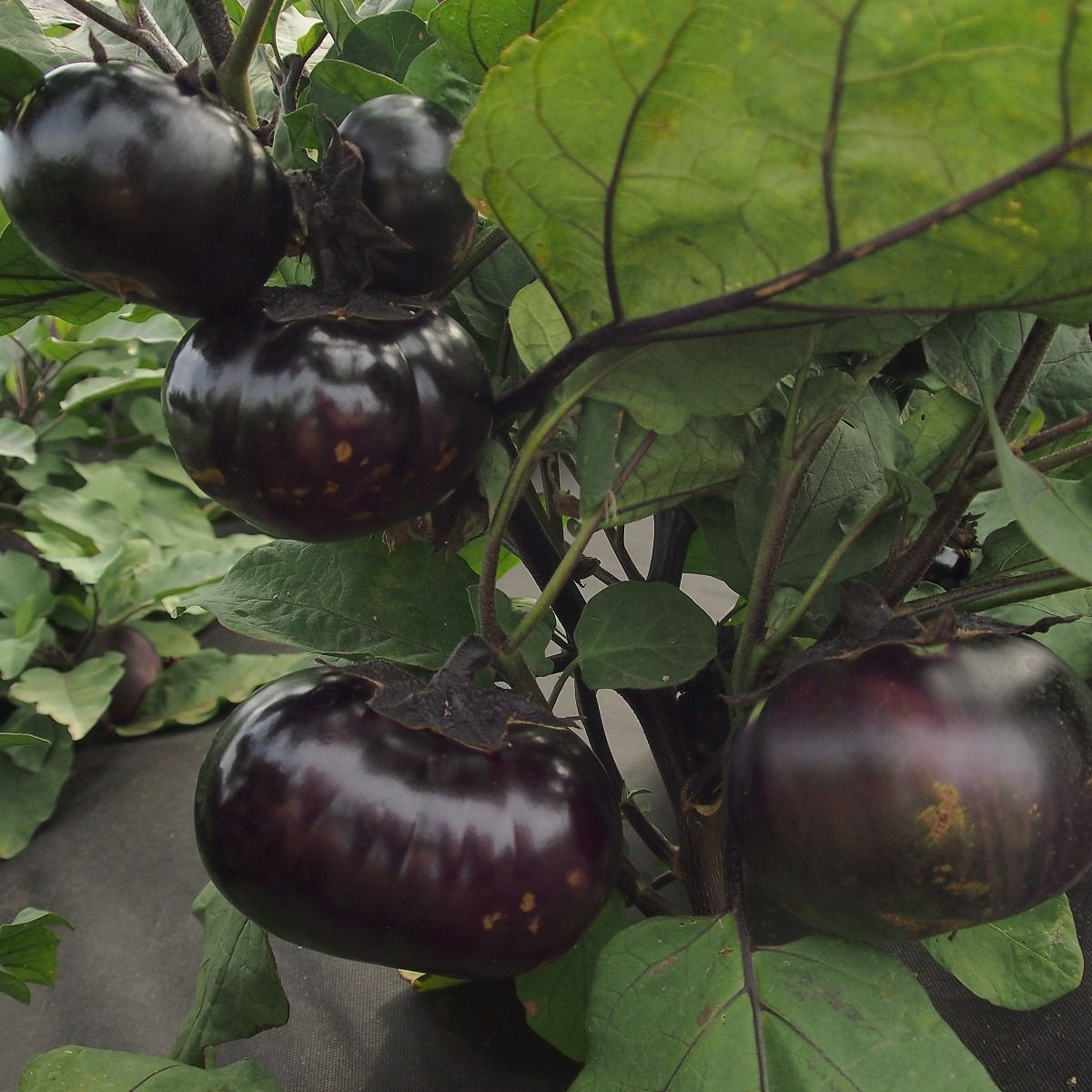 Laura padlizsán – Solanum melongena – padlizsánmag – 30 db