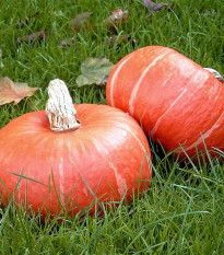 Dýně Sunshine Kabocha F1 - Cucurbita maxima - semena dýně - 4 ks