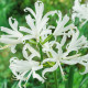 Nerine bílá - Nerine alba - hlízy nerine - 1 ks