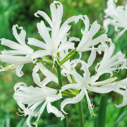 Nerine bílá - Nerine alba - hlízy nerine - 1 ks